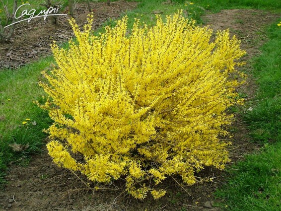 Форзиція корейська 'Kumson' #2, WRB - - 1