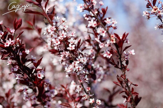 Слива вишнеплодная 'Pissardii' #22, WRB MST 500+ - - 1 Слива вишнеплодная 'Pissardii' #22, WRB MST 500+ - - 1