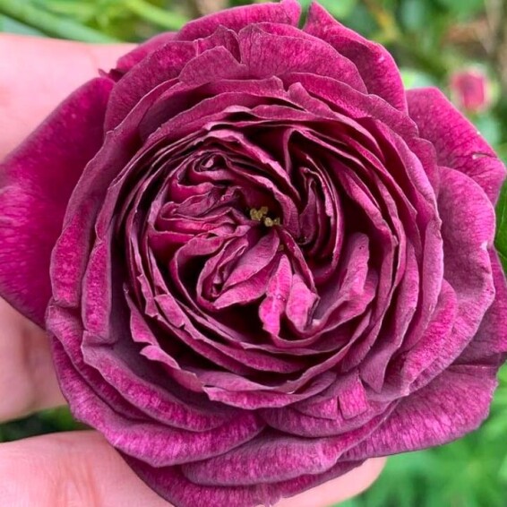 Троянда бордюрна 'Ebb Tide' - 3 Троянда бордюрна 'Ebb Tide' - 3