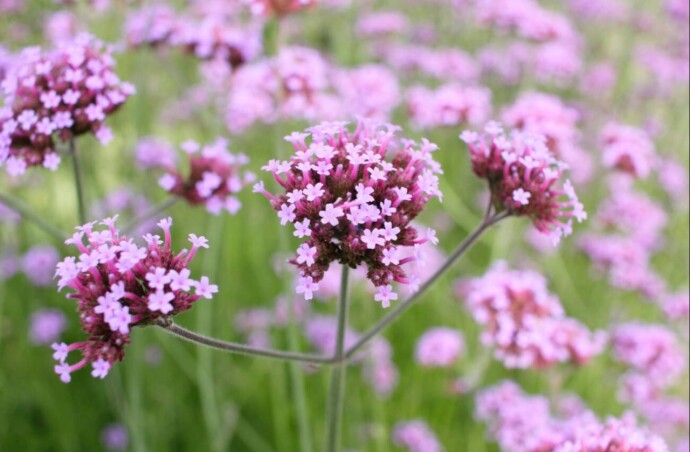 Оновлена акція – знижки на рослини для природного саду! Оновлена акція – знижки на рослини для природного саду!