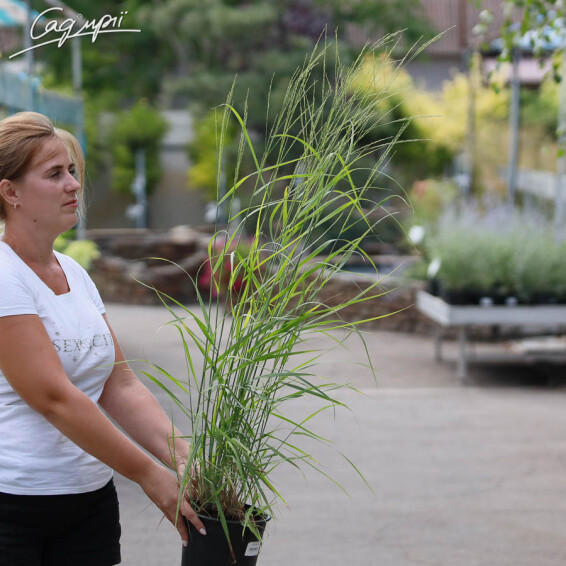 Просо прутьевидное 'Rotstrahlbusch' - 6