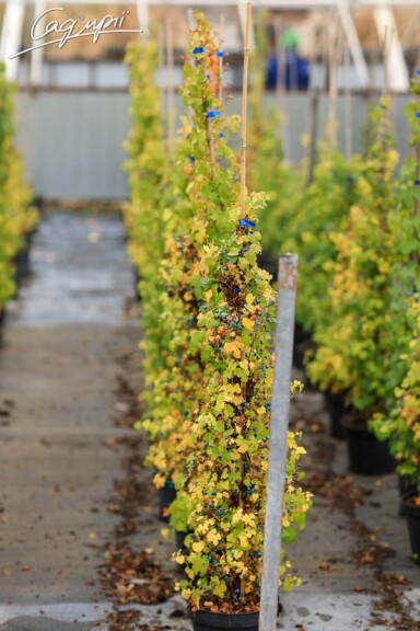 Виноградовник железистый 'Elegans' #2, С7 100-125 - 2