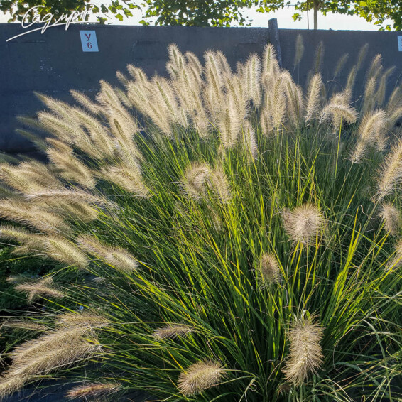 Пенісетум волохатий, C1 - - 7 Пенісетум волохатий, C1 - - 7