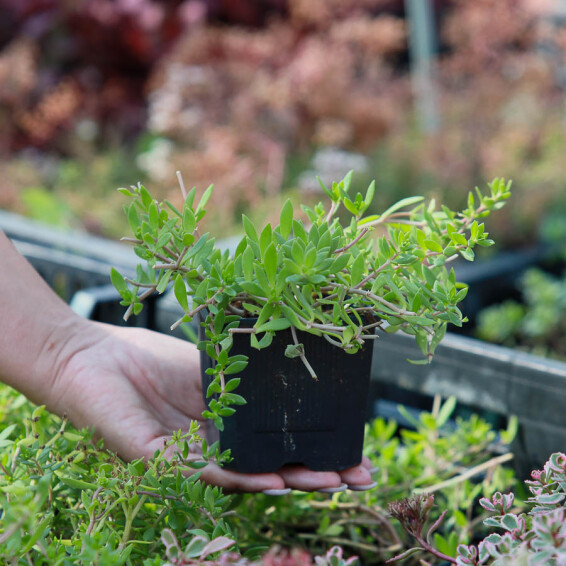 Очиток лозовидний, p9 - - 3