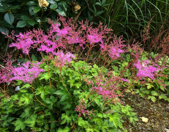 Лабазник в'язолистий 'Kahome' - 5