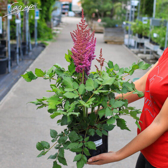 Астильба китайская 'Vision®', p9 - - 3