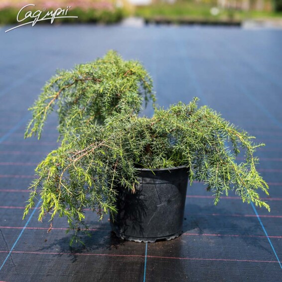 Можжевельник обыкновенный 'Horstmann' - 2