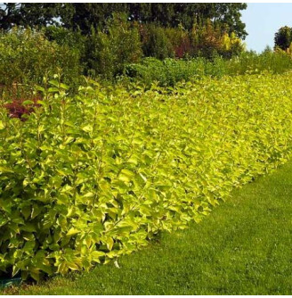 Дерен білий 'Aurea'