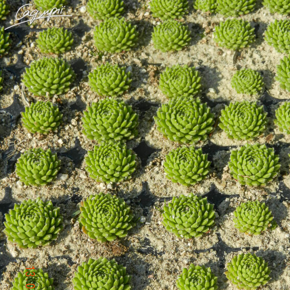 Молодило 'Spider 002' - 5