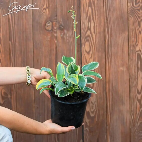 Хоста 'First Frost' - 7