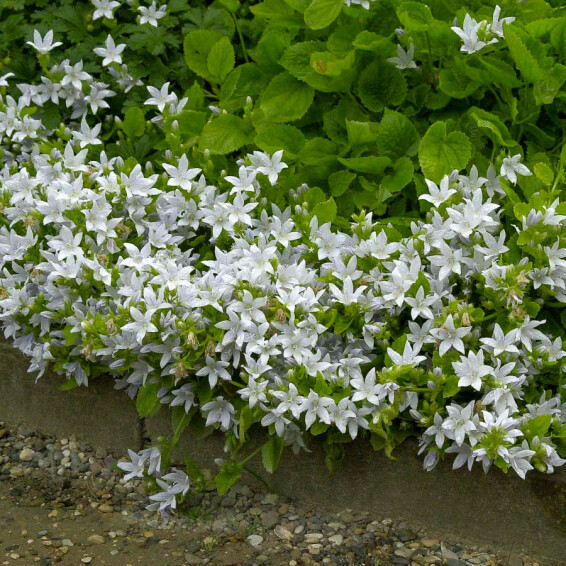 Дзвоник Пожарського 'E.H. Frost' - 3