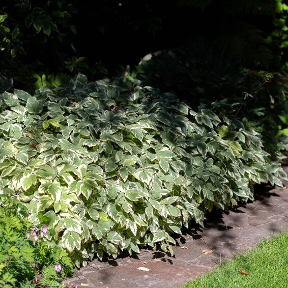 Яглиця звичайна 'Variegata', C2 - - 1 Яглиця звичайна 'Variegata', C2 - - 1