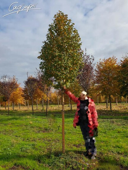 Глід колючий 'Paul`s Scarlet' #9, WRB 18--20 350-400 St. 1/2 - 7