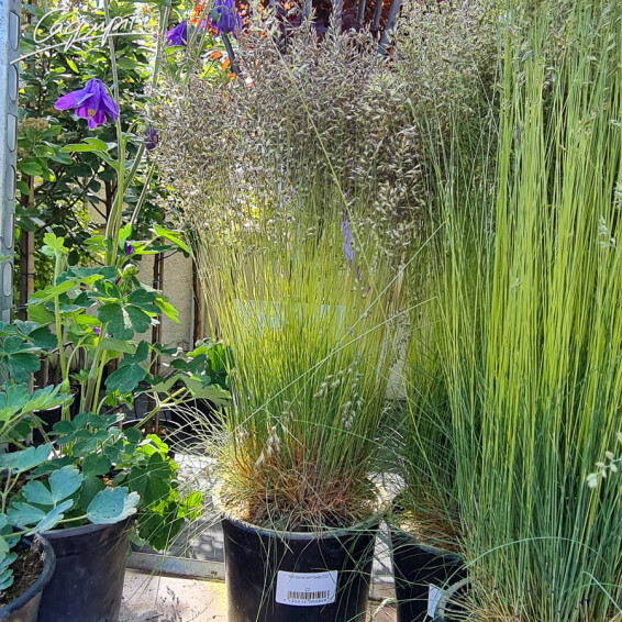 Овсяница валисская, p9 - - 3