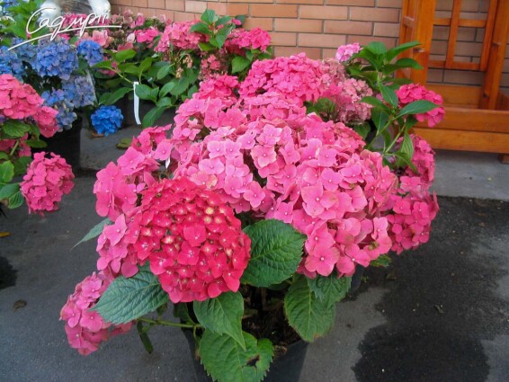 Гортензия крупнолистная 'Masja' - 2