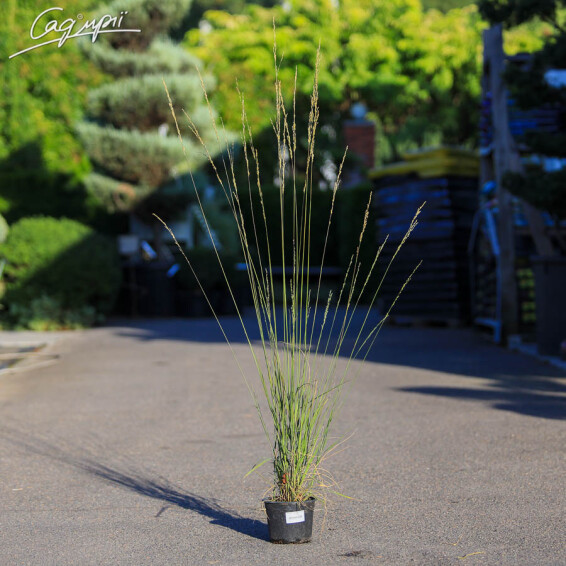 Молінія блакитна 'Heidebraut' - 5