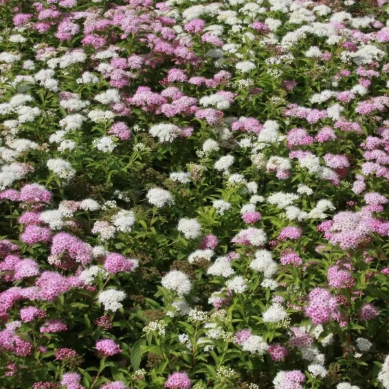 Спирея японская 'Shirobana' - 2 Спирея японская 'Shirobana' - 2