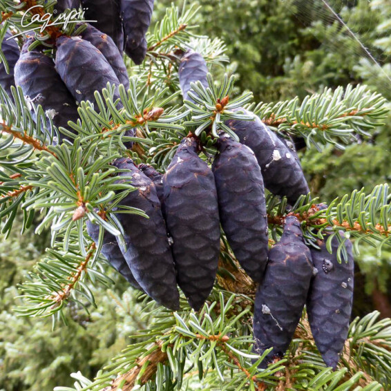 Ялина сербська - 9