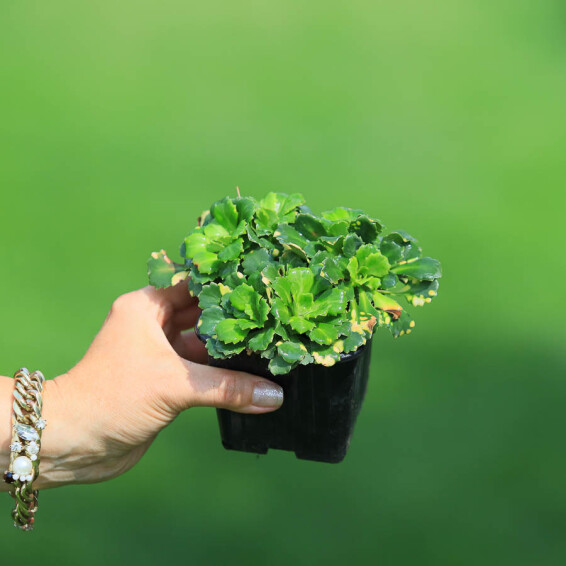 Камнеломка теневая 'Variegata' - 1