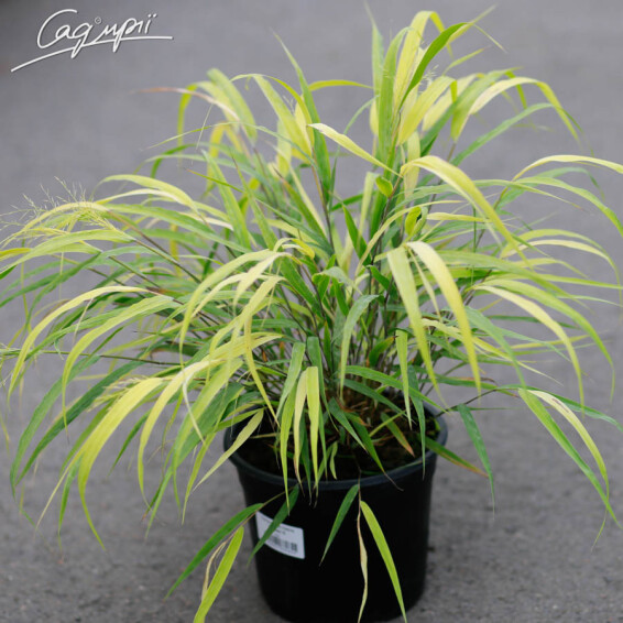 Хаконехлоя велика 'Nicolas' - 5