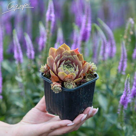 Молодило гібридне 'Pilatus' - 2