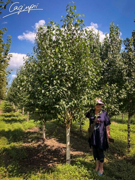 Береза китайская 'Fascination' - 3