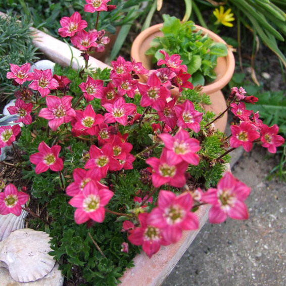 Ломикамінь Арендса 'Peter Pan' - 5 Ломикамінь Арендса 'Peter Pan' - 5