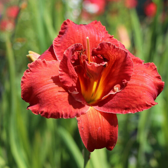 Лілейник 'Moses Fire', C3 - - 2