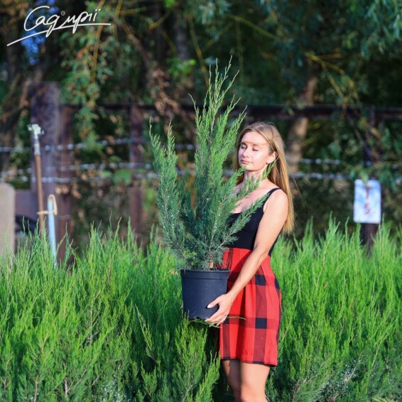 Можжевельник китайский 'Spearmint' - 1