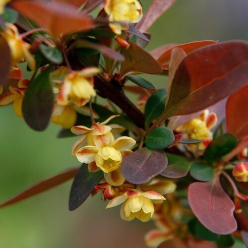 Барбарис Тунберга 'Rose Glow'' - 2