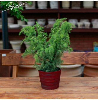 Ялівець звичайний 'Jako'