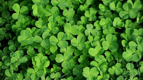 Клевер белый 'Хайфа'