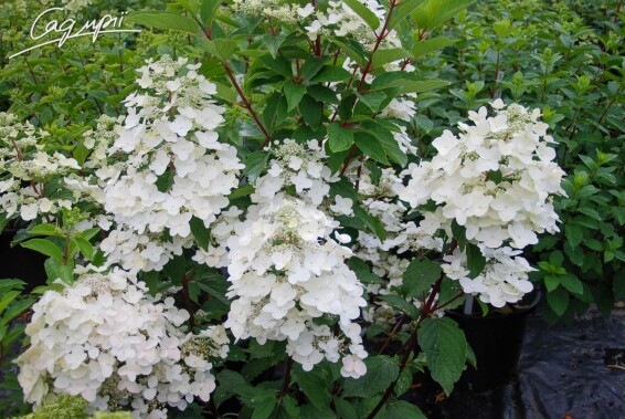 Гортензія волотиста 'Wim's Red' ® #1, C3 - - 4
