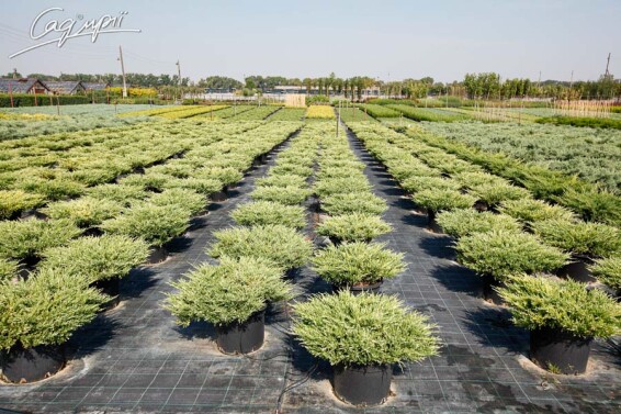 Можжевельник горизонтальный 'Andorra Variegata' - 2