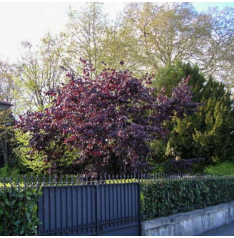 Ліщина велика 'Purpurea'