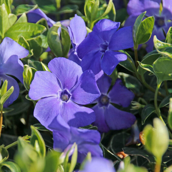 Барвінок малий 'Ralph Shugert' - 2 Барвінок малий 'Ralph Shugert' - 2