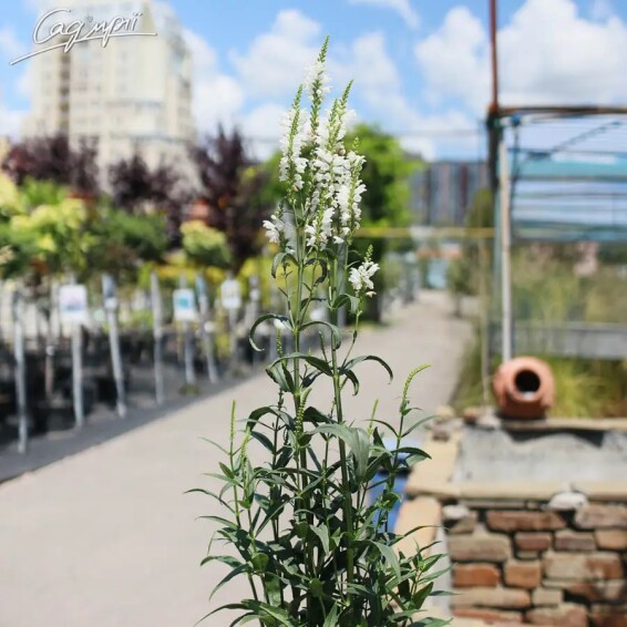 Фізостегія віргінська 'Alba' - 5 Фізостегія віргінська 'Alba' - 5