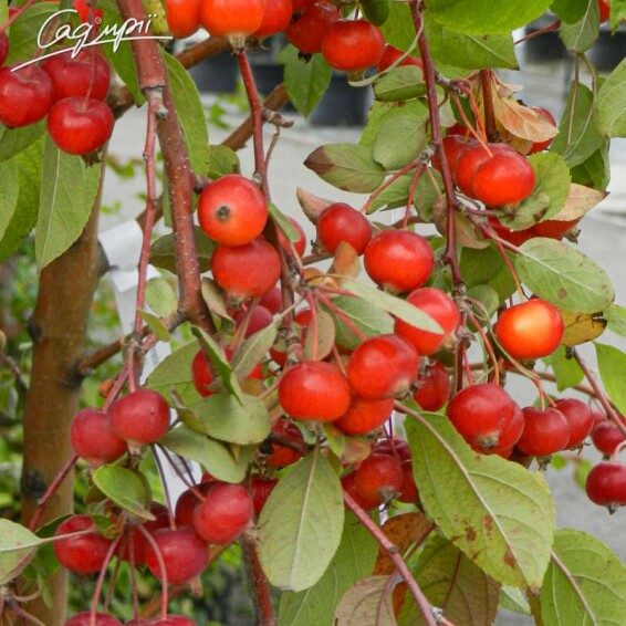 Яблуня 'Red Jade' - 3 Яблуня 'Red Jade' - 3