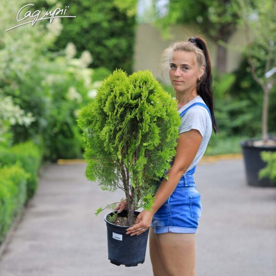 Туя західна 'Aurea Nana', C7 - 50-60 - - 1