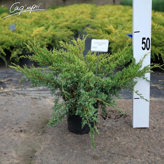 Ялівець лускатий 'Holger' - 3