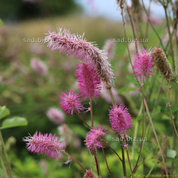 Кровохлебка тупая - 1