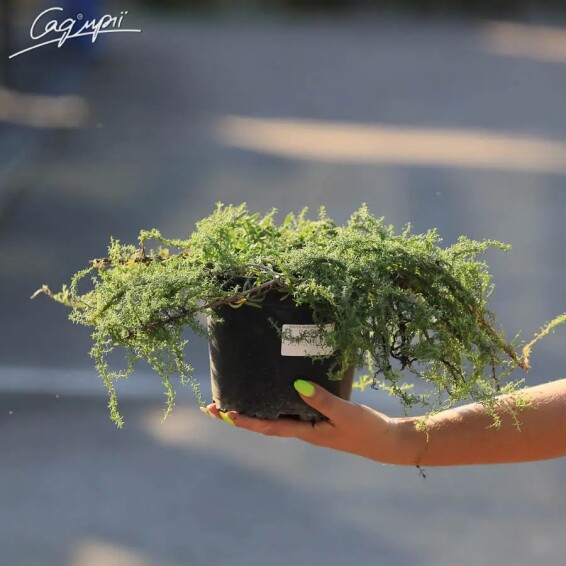 Астра вересковая 'Snow Flurry' - 4