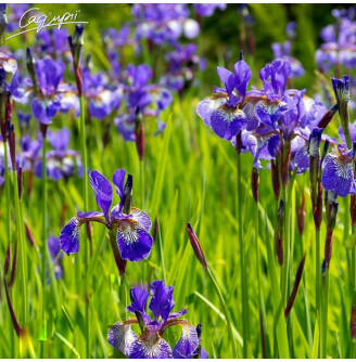 Ирис сибирский 'Blue King'
