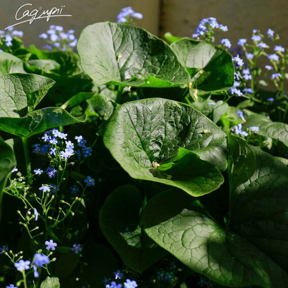 Бруннера крупнолистная - 2