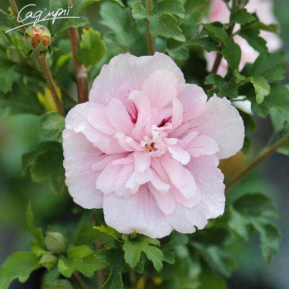 Гибискус сирийский 'French Cabaret Pastel'® - 4