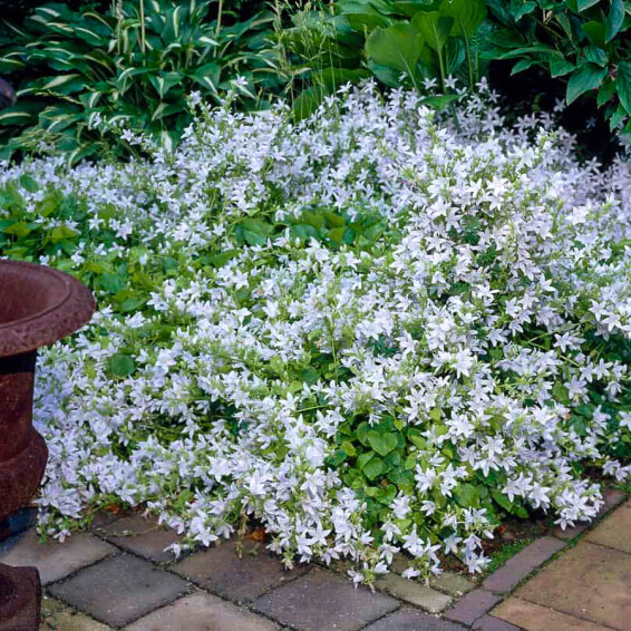 Дзвоник Пожарського 'E.H. Frost', C1.5 - - 3