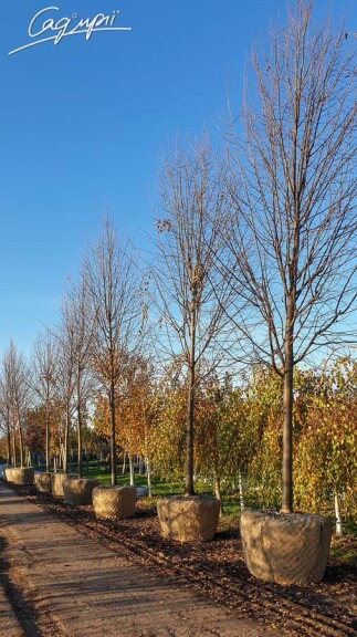 Липа серцелиста 'Greenspire' #4, WRB 30--35 600-700 St. 180 - 2