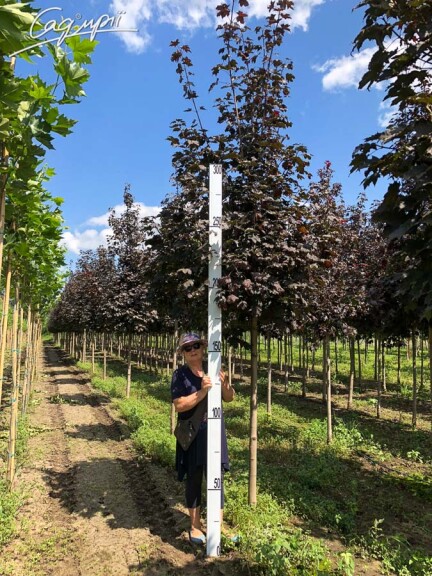 Клен платаноподібний 'Faassen's Black' #6, С 318, 381 25--30 500-600 St. 180-200 - 2