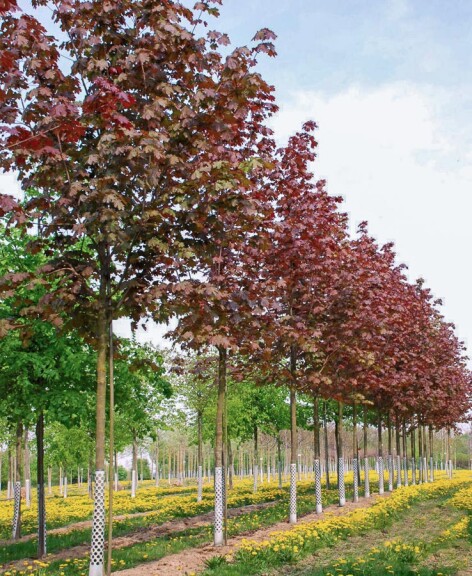 Клен остролистный 'Deborah' - 1