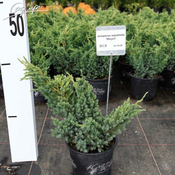 Можжевельник чешуйчатый 'Meyeri' - 1